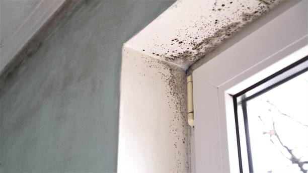 Best Same-Day Mold Removal  in Georgetown, IN