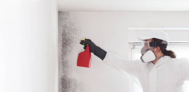 Best Affordable Mold Removal  in Georgetown, IN