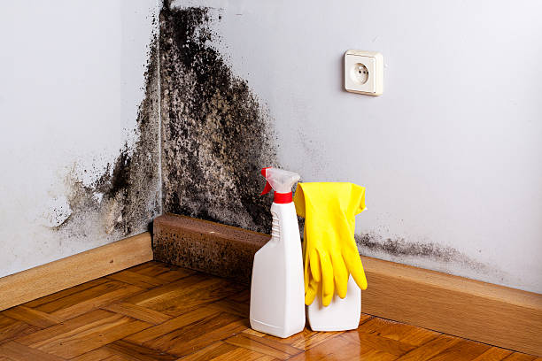 Best Professional Mold Removal  in Georgetown, IN